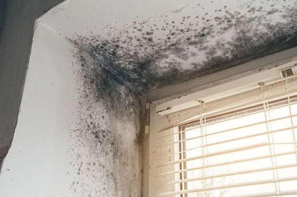 Affordable Mold Removal solutions in Fallentimber, PA