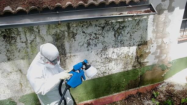 Top rated local Mold Removal specialists in Fallentimber, PA